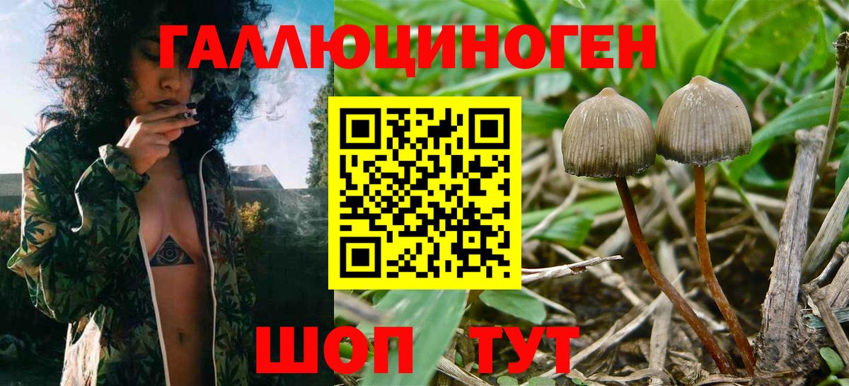 Псилоцибиновые грибы Psilocybe  где найти   Сочи  Псилоцибиновые грибы прущие грибы  Вход с VPN 